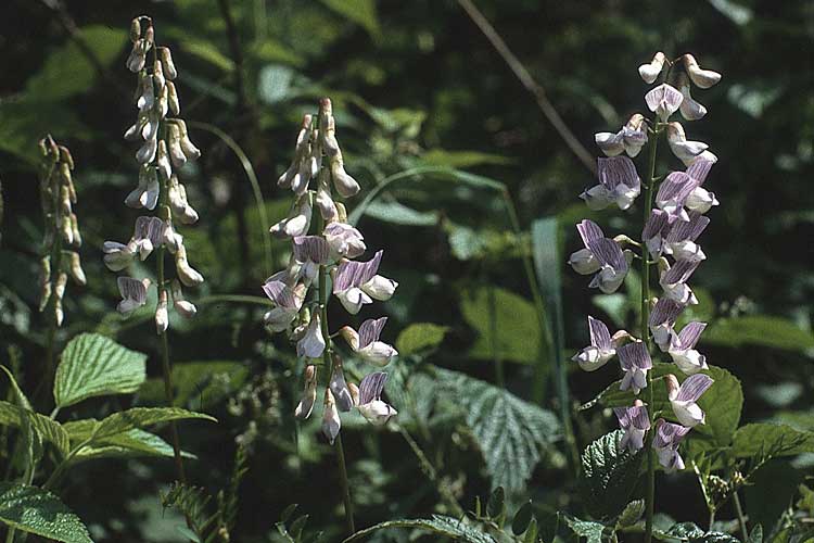 Vicia sylvatica \ Wald-Wicke / Wood Vetch, A Almajur - Tal / Valley 13.7.1987