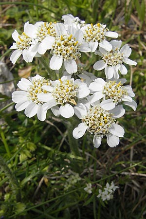 Achillea atrata \ Schwarzrandige Schafgarbe / Black Milfoil, A Kärnten/Carinthia, Petzen 2.7.2010