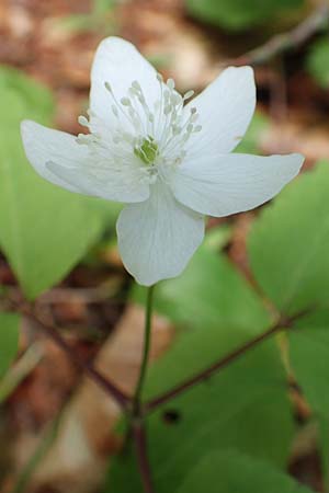 Anemone trifolia \ Dreiblatt-Anemone / Threefoil Anemone, A K&auml;rnten/Carinthia, St. Paul im Lavanttal 16.5.2016