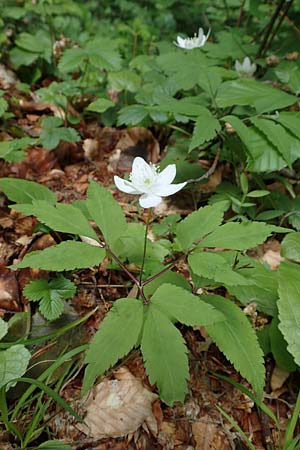 Anemone trifolia \ Dreiblatt-Anemone / Threefoil Anemone, A K&auml;rnten/Carinthia, St. Paul im Lavanttal 16.5.2016