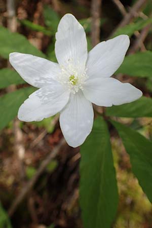 Anemone trifolia \ Dreiblatt-Anemone / Threefoil Anemone, A K&auml;rnten/Carinthia, St. Paul im Lavanttal 16.5.2016