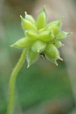 Anemone trifolia \ Dreiblatt-Anemone / Threefoil Anemone, A K&auml;rnten/Carinthia, St. Paul im Lavanttal 16.5.2016