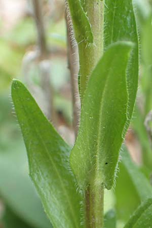 Arabis sagittata \ Pfeilblatt-Gnsekresse / Arrow-Leaved Rock-Cress, A Kärnten/Carinthia, St. Paul im Lavanttal 16.5.2016