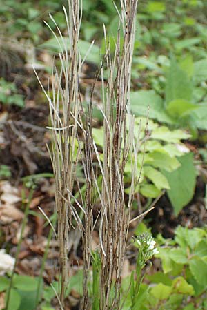 Arabis sagittata \ Pfeilblatt-Gnsekresse / Arrow-Leaved Rock-Cress, A Kärnten/Carinthia, St. Paul im Lavanttal 16.5.2016