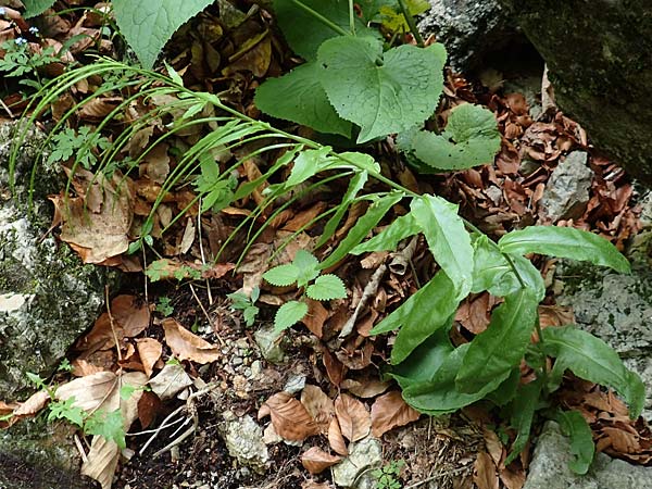 Arabis turrita \ Turm-Gnsekresse / Tower Cress, A Weichtal-Klamm 1.7.2020