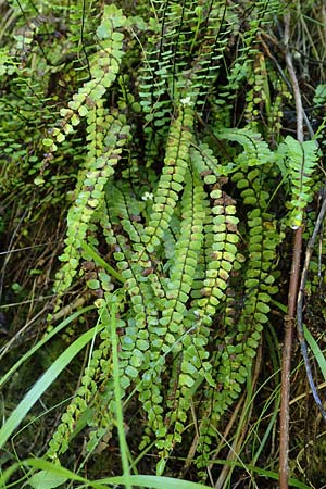 Asplenium trichomanes subsp. trichomanes \ Silikatliebender Brauner Streifenfarn / Spleenwort, A Kraubath (Mur) 27.6.2021