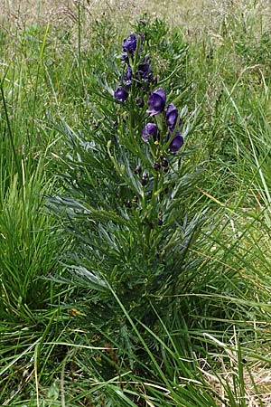 Aconitum tauricum \ Tauern-Eisenhut / Tauern Monk's-Hood, A Seckauer Tauern, Brandst&auml;tter T&ouml;rl 27.7.2021