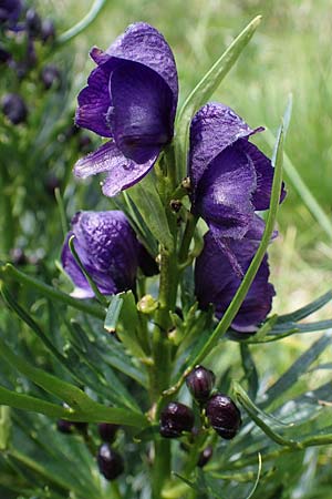 Aconitum tauricum \ Tauern-Eisenhut / Tauern Monk's-Hood, A Seckauer Tauern, Brandst&auml;tter T&ouml;rl 27.7.2021