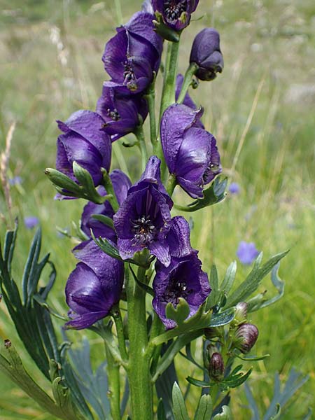 Aconitum tauricum \ Tauern-Eisenhut / Tauern Monk's-Hood, A Seckauer Tauern, Brandst&auml;tter T&ouml;rl 27.7.2021