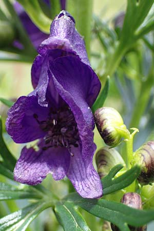 Aconitum tauricum \ Tauern-Eisenhut / Tauern Monk's-Hood, A Seckauer Tauern, Brandst&auml;tter T&ouml;rl 27.7.2021