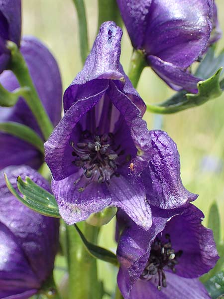 Aconitum tauricum \ Tauern-Eisenhut / Tauern Monk's-Hood, A Seckauer Tauern, Brandst&auml;tter T&ouml;rl 27.7.2021