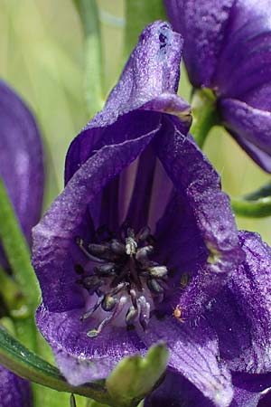 Aconitum tauricum \ Tauern-Eisenhut / Tauern Monk's-Hood, A Seckauer Tauern, Brandst&auml;tter T&ouml;rl 27.7.2021