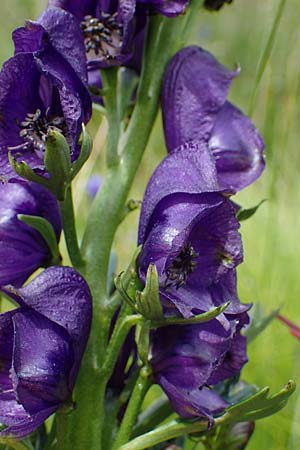 Aconitum tauricum \ Tauern-Eisenhut / Tauern Monk's-Hood, A Seckauer Tauern, Brandst&auml;tter T&ouml;rl 27.7.2021