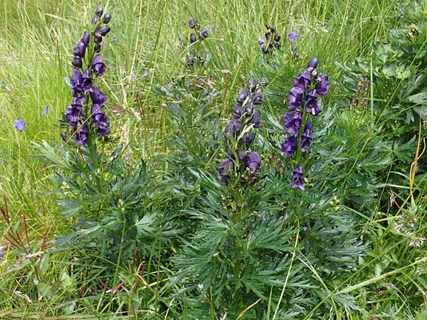 Aconitum tauricum \ Tauern-Eisenhut / Tauern Monk's-Hood, A Seckauer Tauern, Brandst&auml;tter T&ouml;rl 27.7.2021
