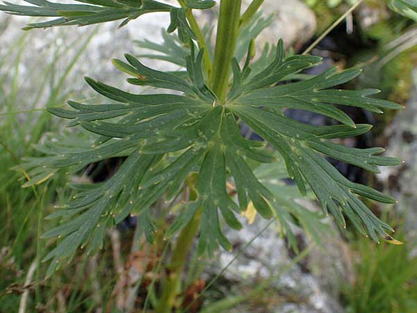 Aconitum tauricum \ Tauern-Eisenhut / Tauern Monk's-Hood, A Seckauer Tauern, Brandst&auml;tter T&ouml;rl 27.7.2021