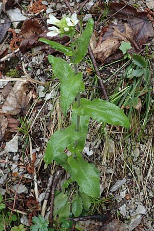 Arabis turrita \ Turm-Gnsekresse / Tower Cress, A Türnitz 6.5.2022
