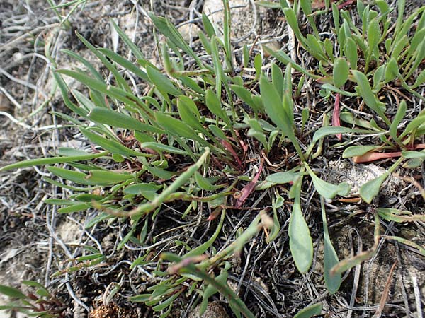 Tripolium pannonicum subsp. pannonicum \ Meer-Aster, Strand-Aster, A Seewinkel, Apetlon 8.5.2022