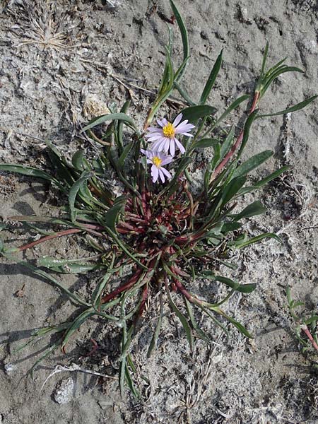 Tripolium pannonicum subsp. pannonicum \ Meer-Aster, Strand-Aster, A Seewinkel, Apetlon 8.5.2022