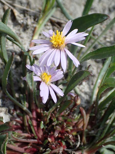 Tripolium pannonicum subsp. pannonicum \ Meer-Aster, Strand-Aster, A Seewinkel, Apetlon 8.5.2022