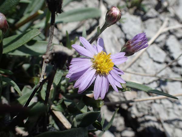 Tripolium pannonicum subsp. pannonicum \ Meer-Aster, Strand-Aster, A Seewinkel, Illmitz 10.5.2012