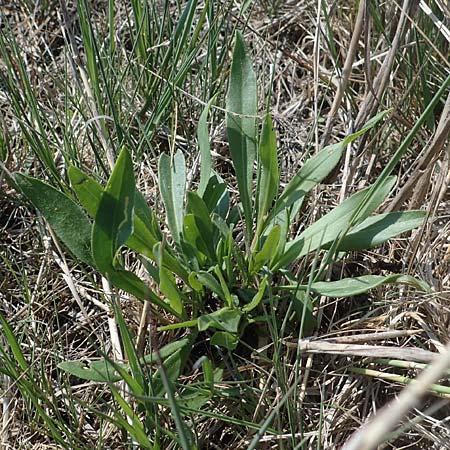 Tripolium pannonicum subsp. pannonicum \ Meer-Aster, Strand-Aster, A Seewinkel, Podersdorf 9.5.2012