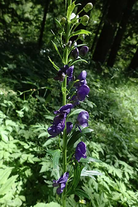 Aconitum tauricum \ Tauern-Eisenhut / Tauern Monk's-Hood, A Krimml 1.7.2025