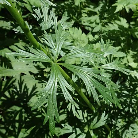 Aconitum tauricum \ Tauern-Eisenhut / Tauern Monk's-Hood, A Krimml 1.7.2025