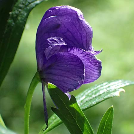 Aconitum tauricum \ Tauern-Eisenhut / Tauern Monk's-Hood, A Krimml 1.7.2025