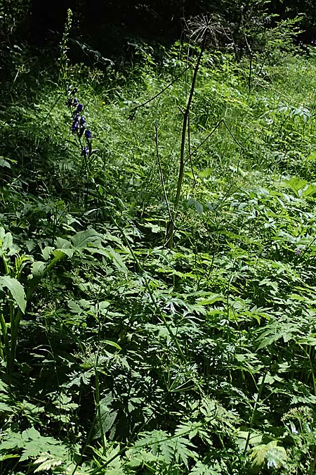 Aconitum tauricum \ Tauern-Eisenhut / Tauern Monk's-Hood, A Krimml 1.7.2025