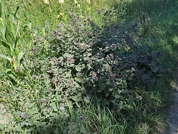 Arctium tomentosum \ Filzige Klette / Woolly Burdock, A Staatz 12.8.2025