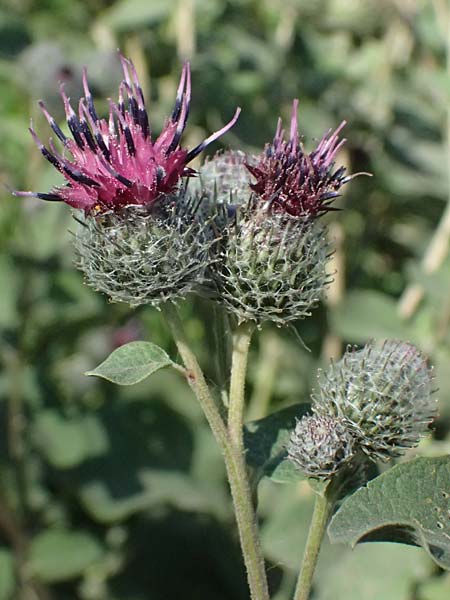 Arctium tomentosum \ Filzige Klette / Woolly Burdock, A Staatz 12.8.2025