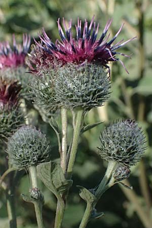 Arctium tomentosum \ Filzige Klette / Woolly Burdock, A Staatz 12.8.2025