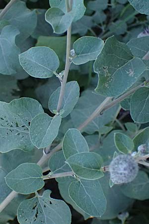 Arctium tomentosum \ Filzige Klette / Woolly Burdock, A Staatz 12.8.2025