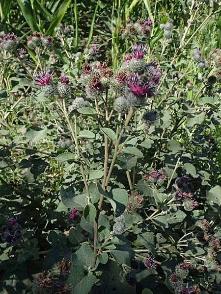 Arctium tomentosum \ Filzige Klette / Woolly Burdock, A Staatz 12.8.2025