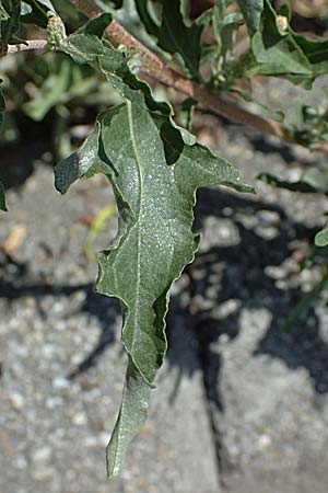 Atriplex tatarica \ Tataren-Melde / Tatarian Orache, A Wien 13.8.2025