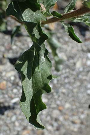 Atriplex tatarica \ Tataren-Melde / Tatarian Orache, A Wien 13.8.2025