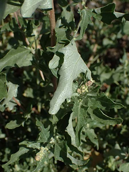 Atriplex tatarica \ Tataren-Melde / Tatarian Orache, A Wien 13.8.2025