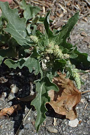 Atriplex tatarica \ Tataren-Melde / Tatarian Orache, A Wien 13.8.2025