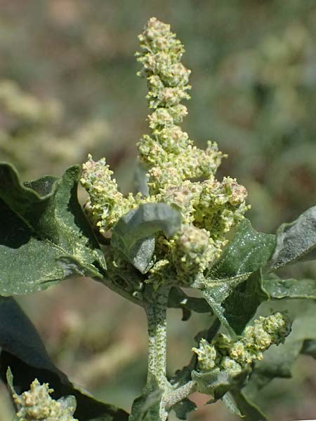Atriplex tatarica \ Tataren-Melde / Tatarian Orache, A Wien 13.8.2025
