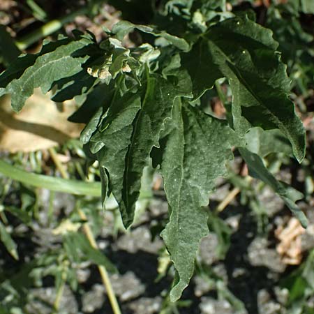 Atriplex tatarica \ Tataren-Melde / Tatarian Orache, A Wien 13.8.2025