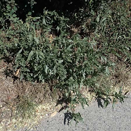 Atriplex tatarica \ Tataren-Melde / Tatarian Orache, A Wien 13.8.2025