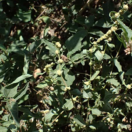 Atriplex tatarica \ Tataren-Melde / Tatarian Orache, A Wien 13.8.2025