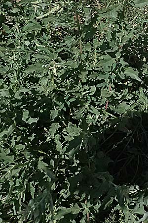Atriplex tatarica \ Tataren-Melde / Tatarian Orache, A Wien 13.8.2025