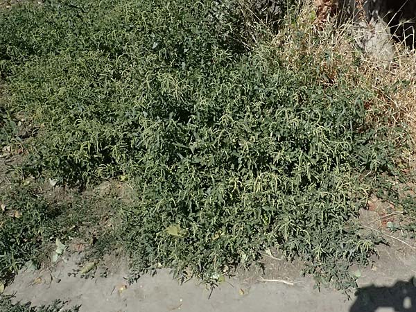 Atriplex tatarica \ Tataren-Melde / Tatarian Orache, A Wien 13.8.2025