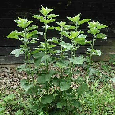Althaea taurinensis \ Krim-Eibisch / Armenian Mallow, A Wien 14.6.2026