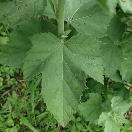 Althaea taurinensis \ Krim-Eibisch / Armenian Mallow, A Wien 14.6.2026