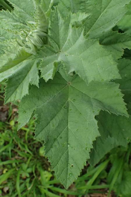 Althaea taurinensis \ Krim-Eibisch / Armenian Mallow, A Wien 14.6.2026