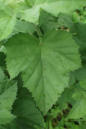 Althaea taurinensis \ Krim-Eibisch / Armenian Mallow, A Wien 14.6.2026