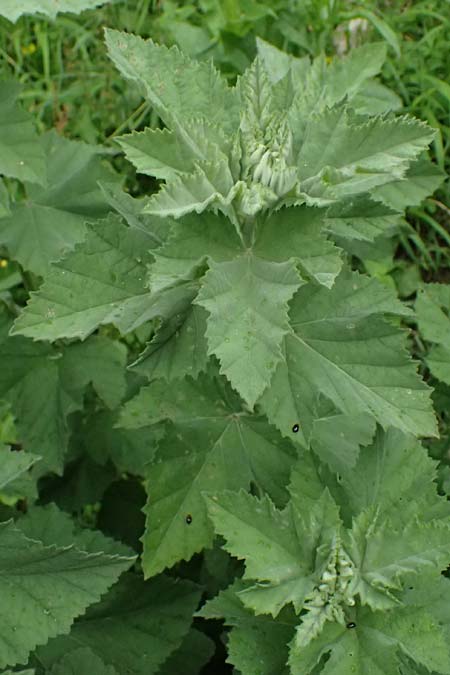 Althaea taurinensis \ Krim-Eibisch / Armenian Mallow, A Wien 14.6.2026