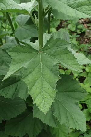 Althaea taurinensis \ Krim-Eibisch / Armenian Mallow, A Wien 14.6.2026